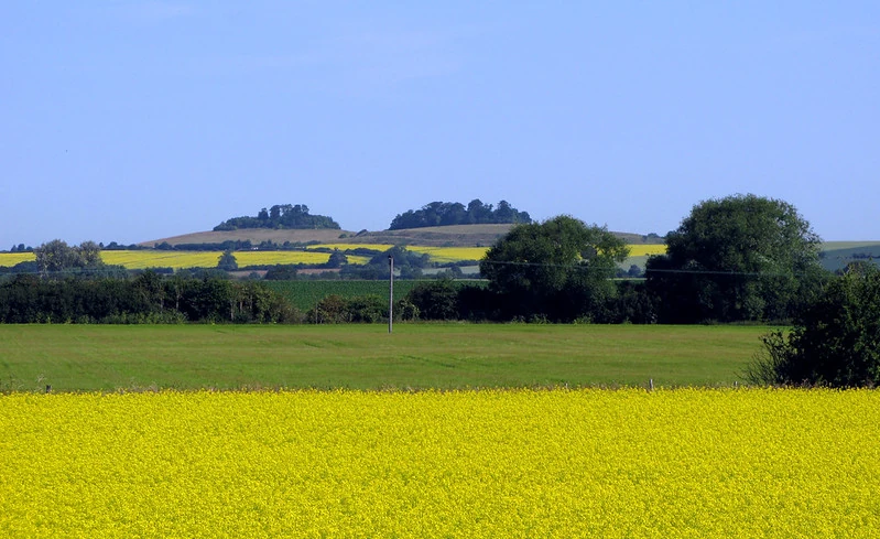 Wittenham Clumps by Bill Tyne